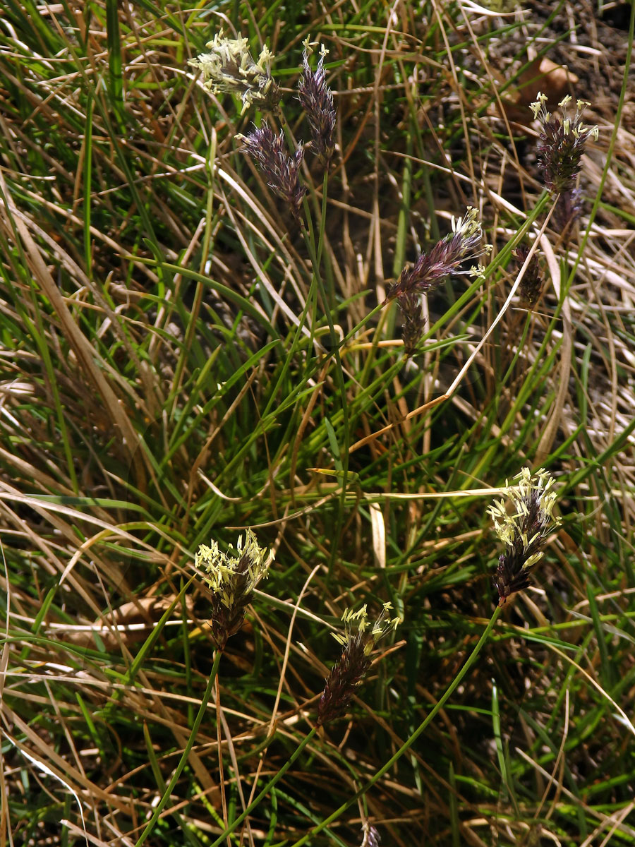 Pěchava Sadlerova (Sesleria sadleriana Janka)