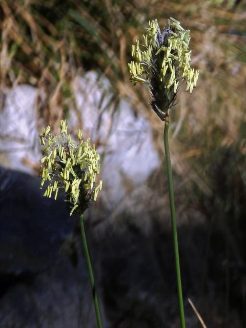 Pěchava Sadlerova (Sesleria sadleriana Janka)