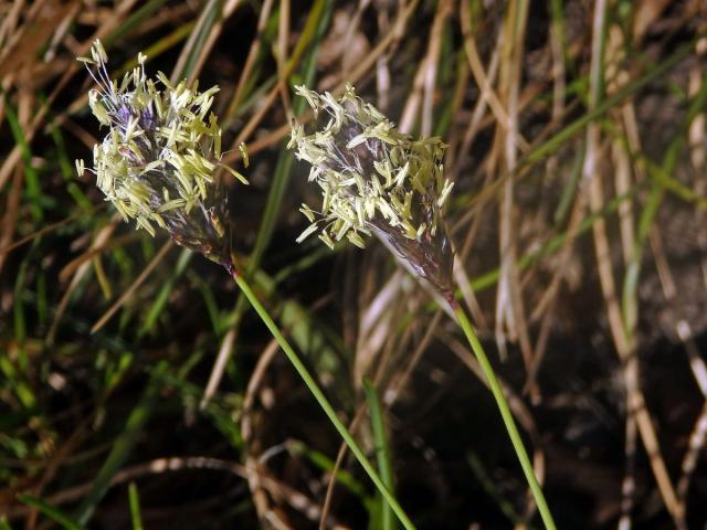 Pěchava Sadlerova (Sesleria sadleriana Janka)