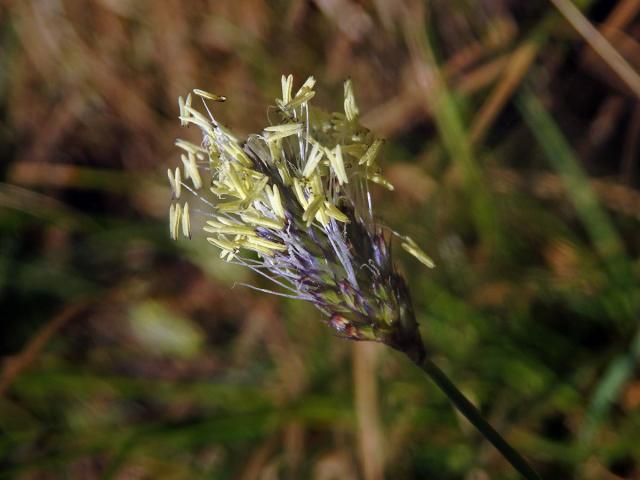 Pěchava Sadlerova (Sesleria sadleriana Janka)