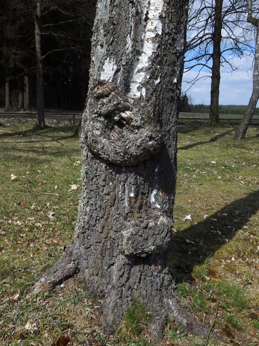 Nádor na bříze bělokoré (Betula pendula Roth) (67a)