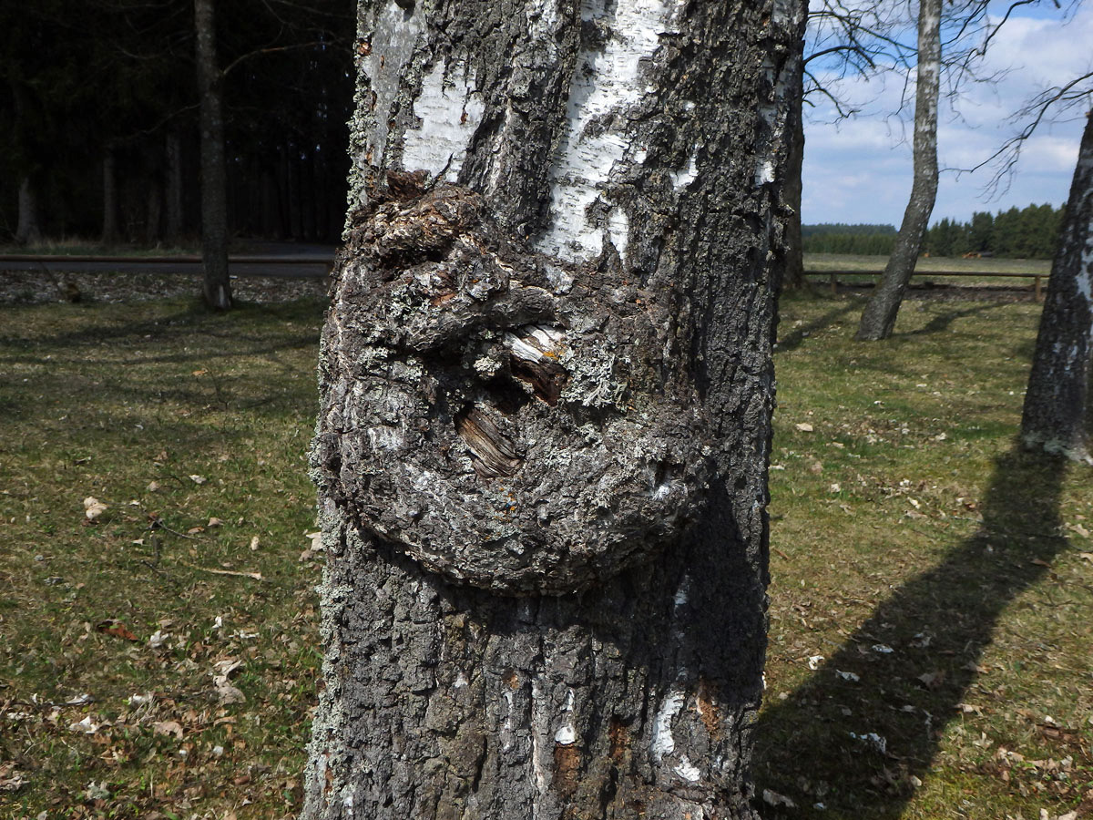 Nádor na bříze bělokoré (Betula pendula Roth) (67b)