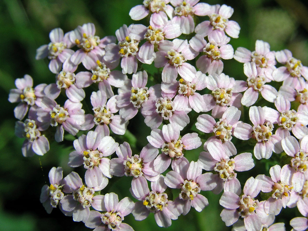 Řebříček obecný (Achillea millefolium L.)