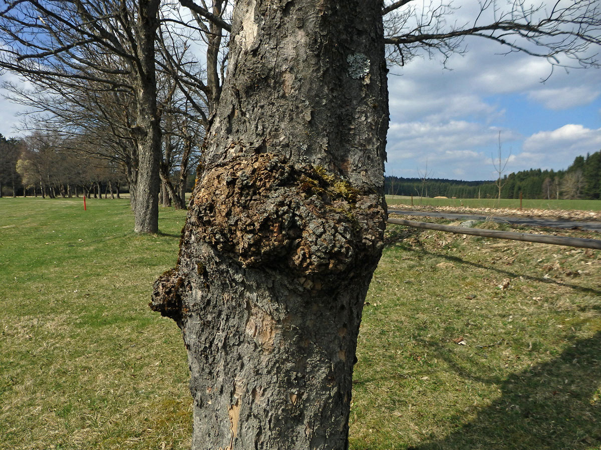 Javor klen (Acer pseudoplatanus L.) s nádorem na kmeni (52)