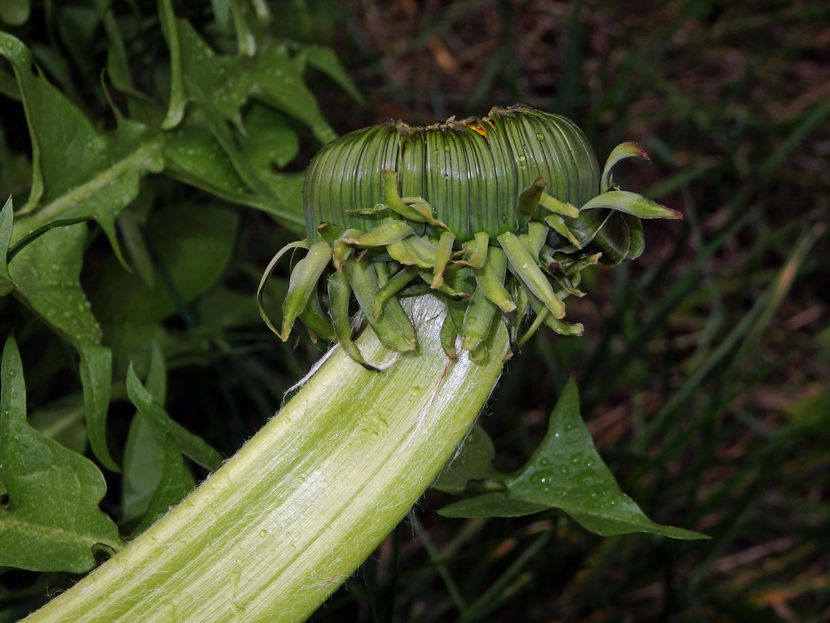 Smetánka lékařská (Teraxacum officinale L.) - fasciace stonku (19a)