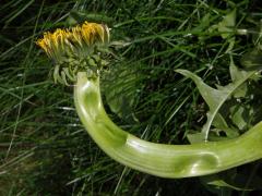 Smetánka lékařská (Teraxacum officinale L.) - fasciace stonku (19b)