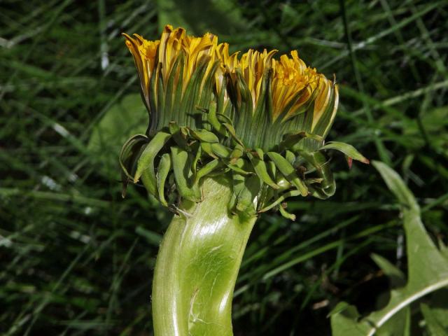 Smetánka lékařská (Teraxacum officinale L.) - fasciace stonku (19c)