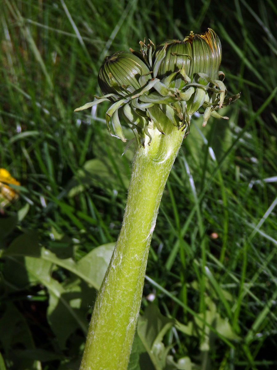 Smetánka lékařská (Teraxacum officinale L.) - fasciace stonku (20)