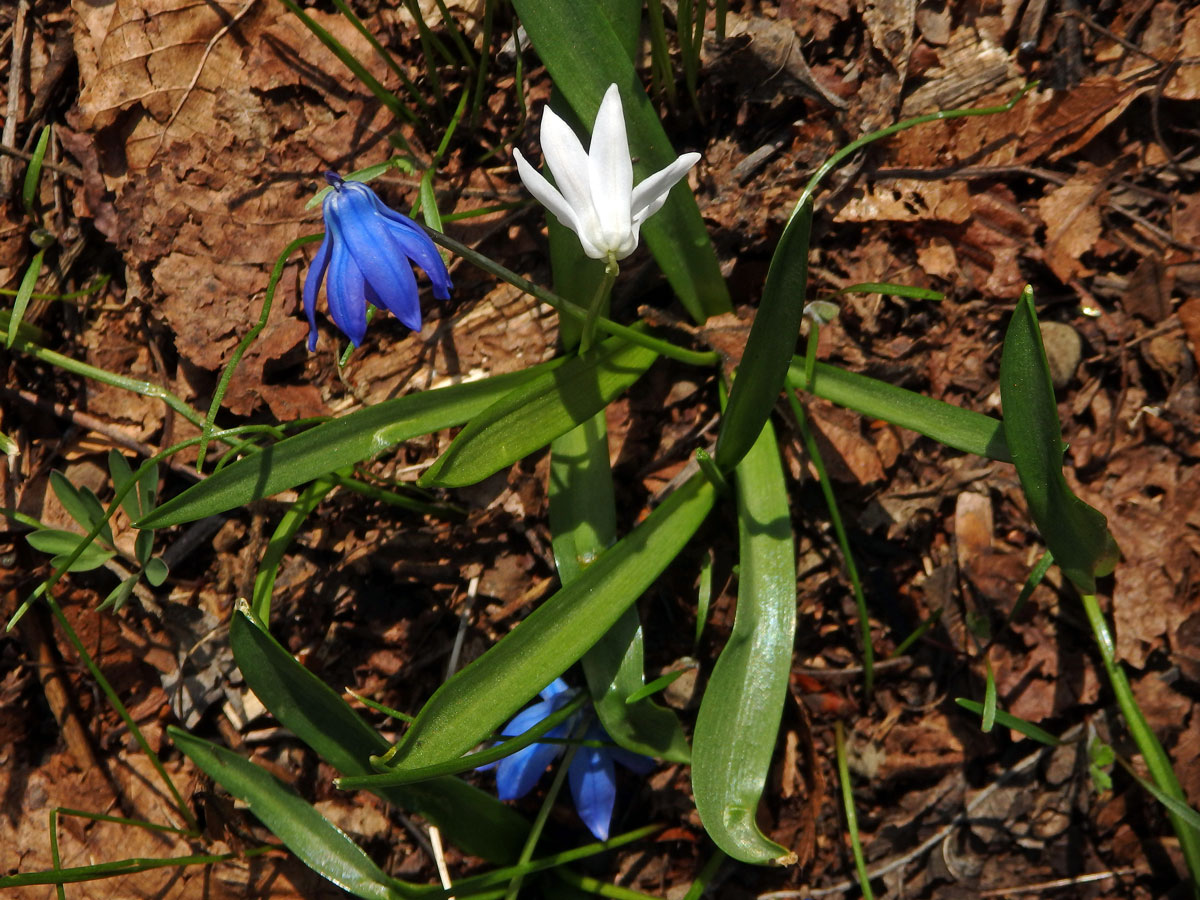 Ladoňka sibiřská (Scilla siberica Haw.) s bílým květem (1a)