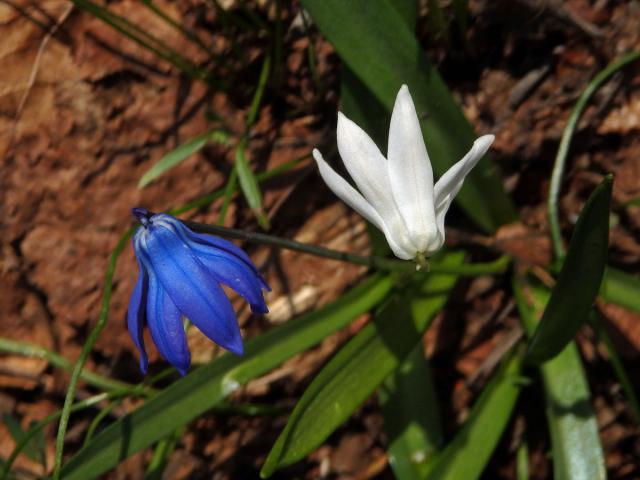 Ladoňka sibiřská (Scilla siberica Haw.) s bílým květem (1b)