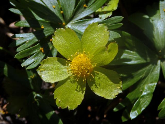 Hvězdnatec zubatý (čemeřicový) (Hacquietia epipactis (Scop.) D. C.) - vícečetný obal (2)