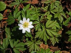 Sasanka hajní (Anemone nemorosa L.) - devítičetný květ (5a)