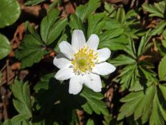 Sasanka hajní (Anemone nemorosa L.) - devítičetný květ (5b)