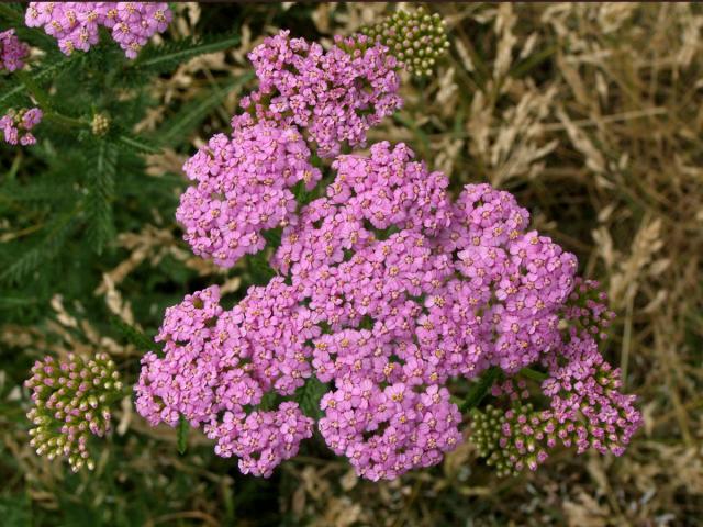 Řebříček obecný (Achillea millefolium L.)