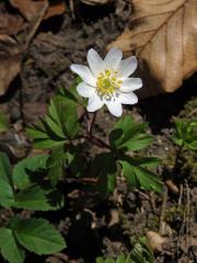 Sasanka hajní (Anemone nemorosa L.) - devítičetný květ (6a)