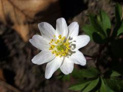 Sasanka hajní (Anemone nemorosa L.) - devítičetný květ (6b)