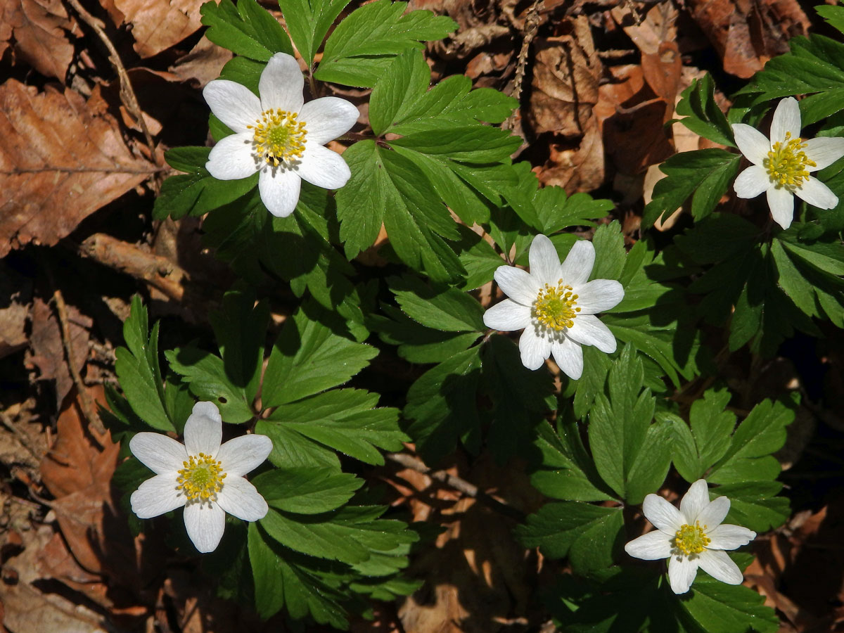 Sasanka hajní (Anemone nemorosa L.) - osmičetný květ (2a)