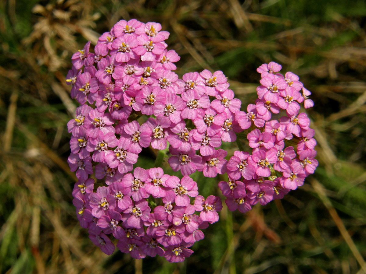 Řebříček obecný (Achillea millefolium L.)