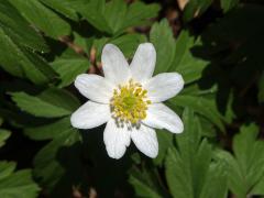 Sasanka hajní (Anemone nemorosa L.) - osmičetný květ (2b)