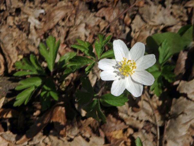 Sasanka hajní (Anemone nemorosa L.) - osmičetný květ (3)