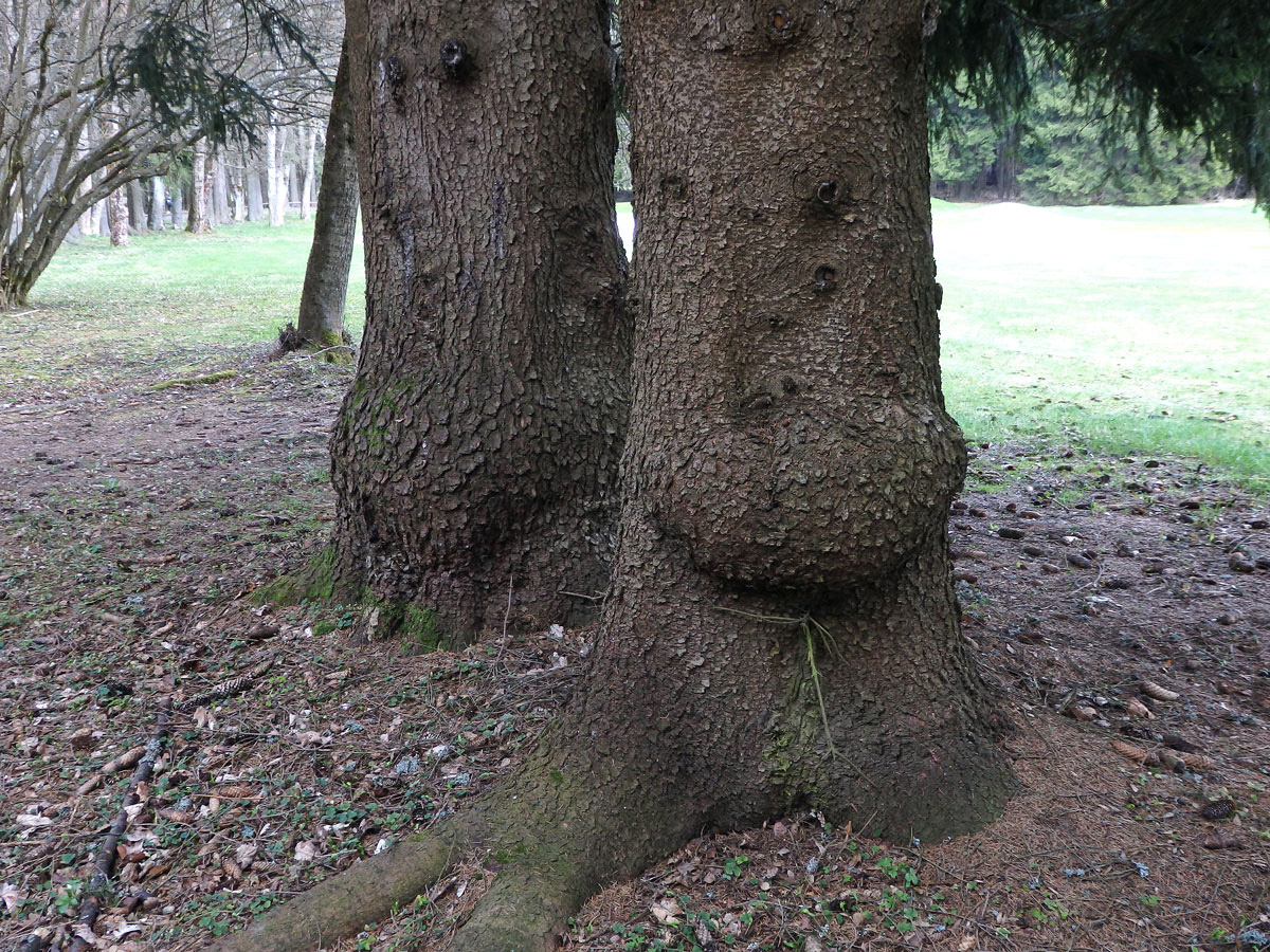 Smrk ztepilý (Picea abies (L.) Karsten) (17) s nádorem na kmeni