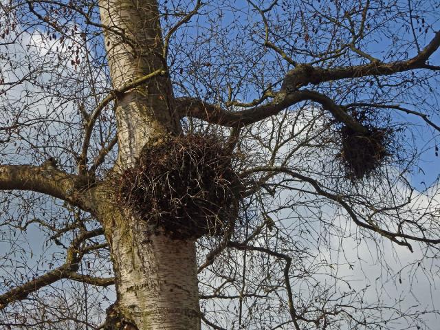 Čarověník na bříze bělokoré (Betula pendula Roth) (3)