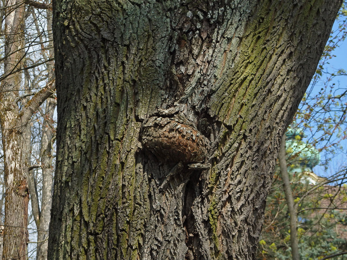 Javor mléč (Acer platanoides L.) s nádorem na kmeni (54)