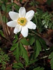 Sasanka hajní (Anemone nemorosa L.) - sedmičetný květ (2)