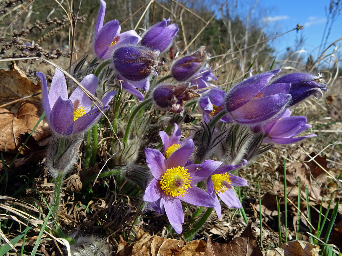 Koniklec velkokvětý (Pulsatilla grandis Wender.)