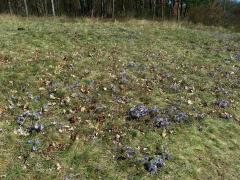 Koniklec velkokvětý (Pulsatilla grandis Wender.)