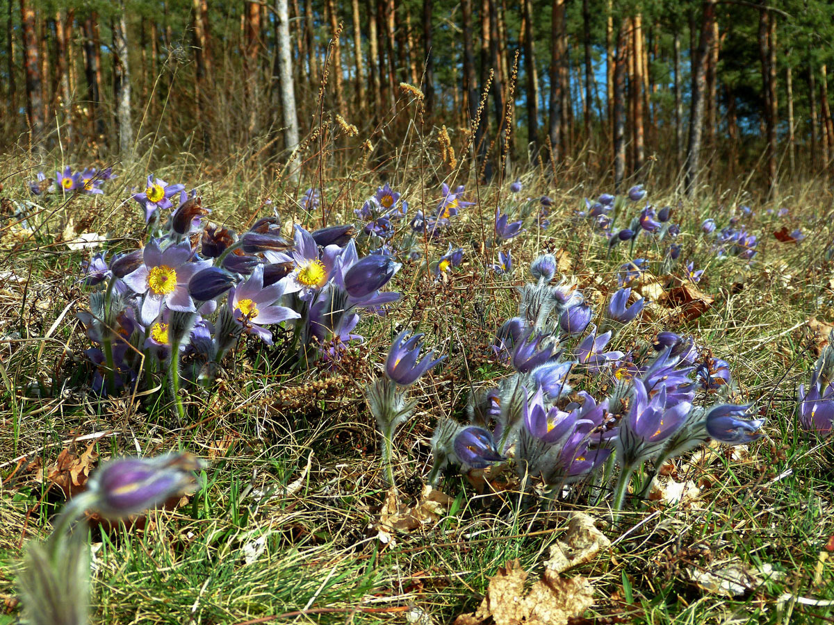 Koniklec velkokvětý (Pulsatilla grandis Wender.)