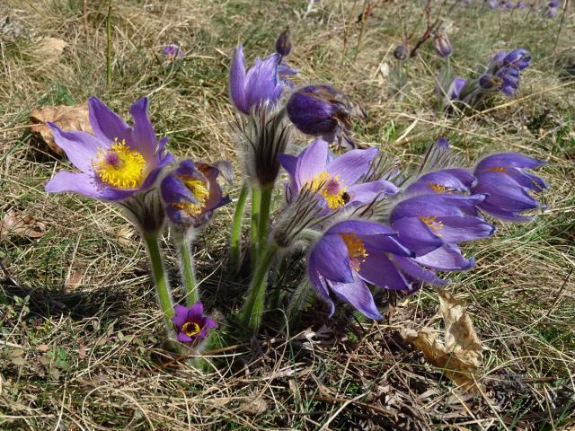 Koniklec velkokvětý (Pulsatilla grandis Wender.)