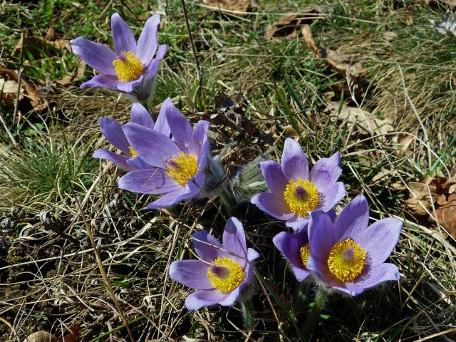 Koniklec velkokvětý (Pulsatilla grandis Wender.)