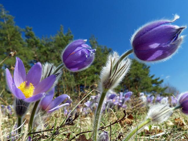 Koniklec velkokvětý (Pulsatilla grandis Wender.)