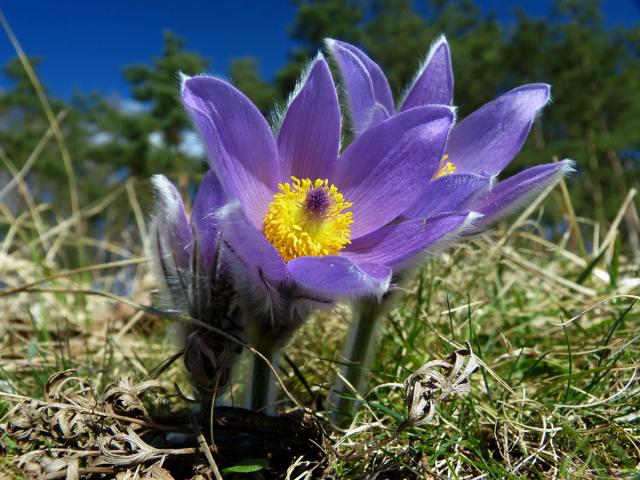 Koniklec velkokvětý (Pulsatilla grandis Wender.)