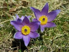 Koniklec velkokvětý (Pulsatilla grandis Wender.)