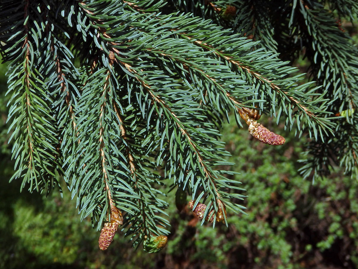 Smrk sivý (Picea glauca (Moench) Voss)