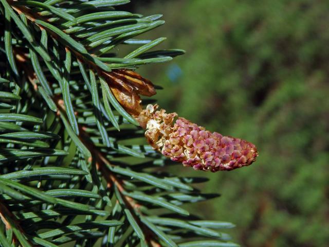 Smrk sivý (Picea glauca (Moench) Voss)