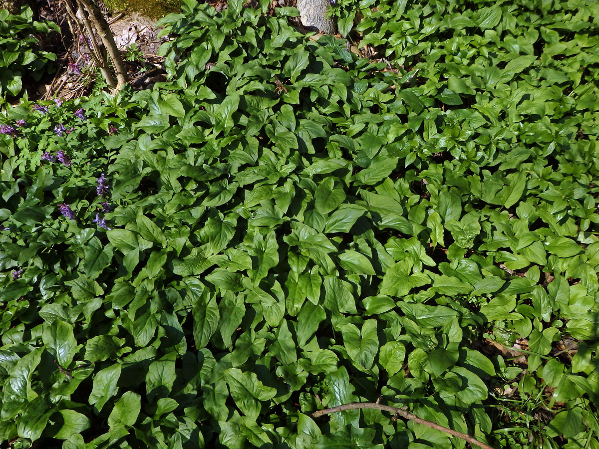 Áron plamatý (Arum maculatum L.)