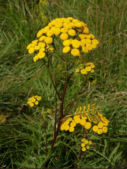 Vratič obecný (Tanacetum vulgare L.)