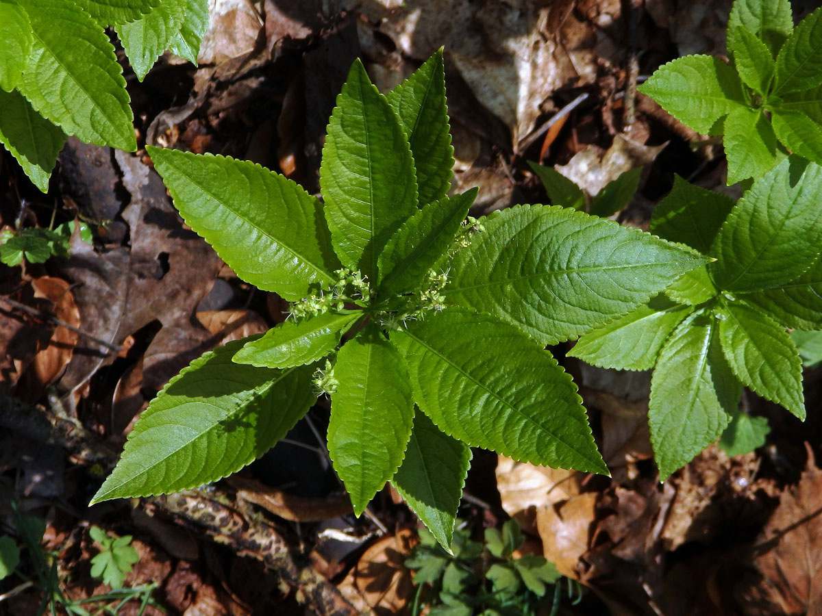 Bažanka vytrvalá (Mercurialis perennis L.)