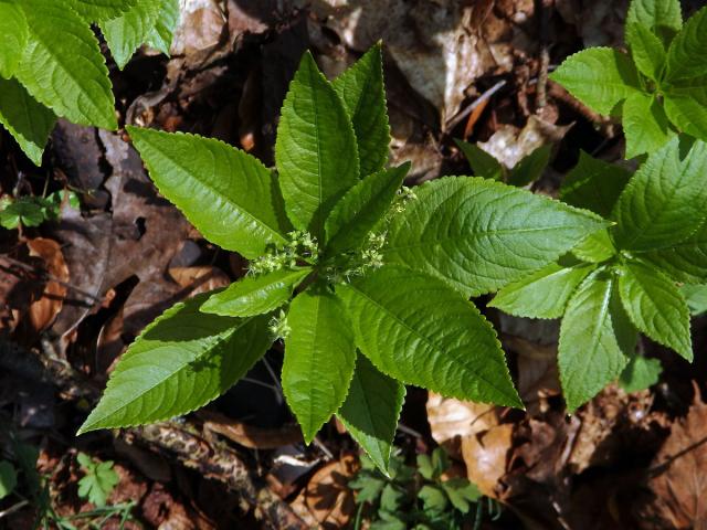 Bažanka vytrvalá (Mercurialis perennis L.)