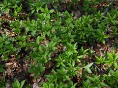 Bažanka vytrvalá (Mercurialis perennis L.)