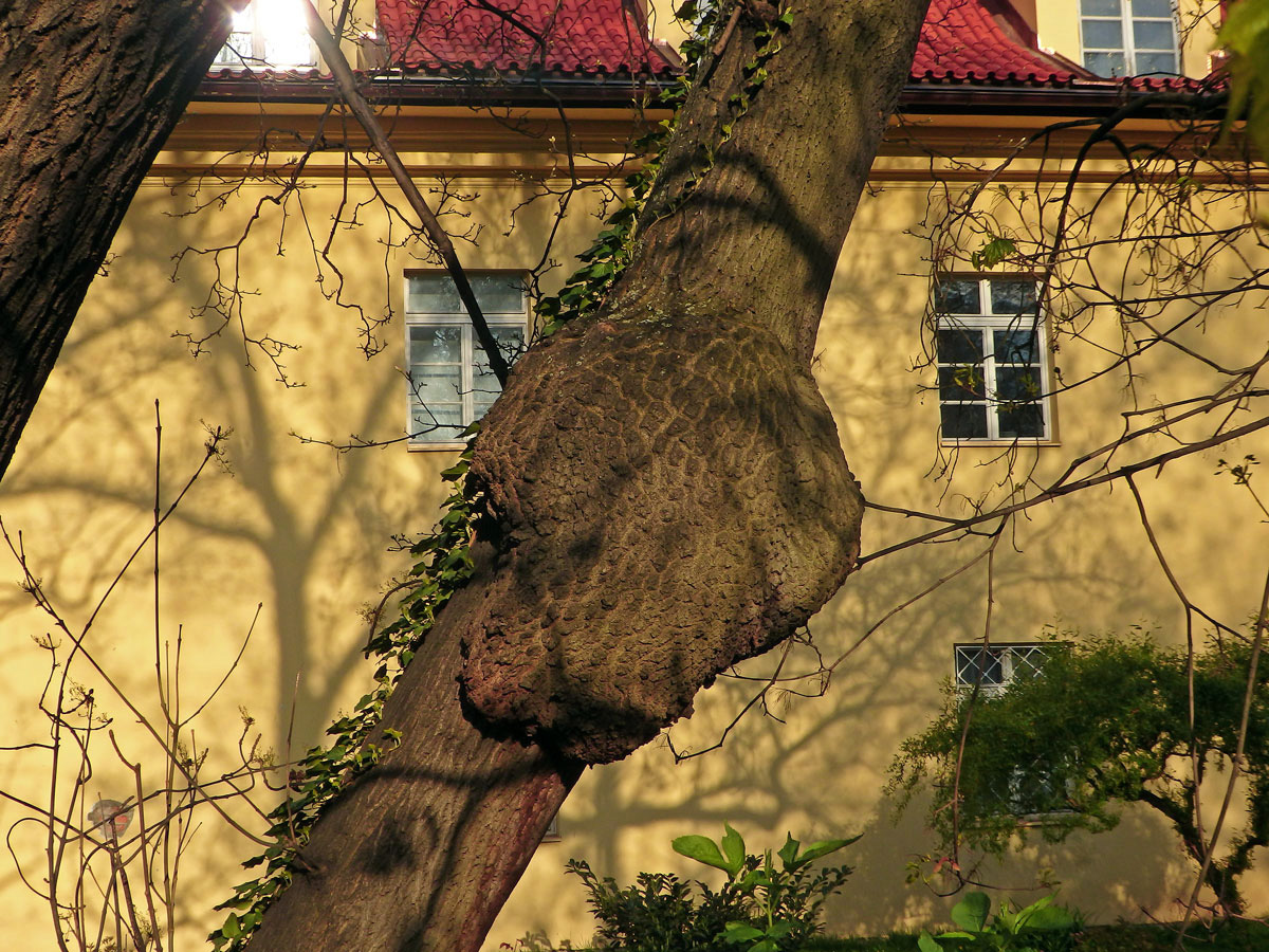 Nádor na jasanu ztepilém (Fraxinus excelsior L.) (17a)