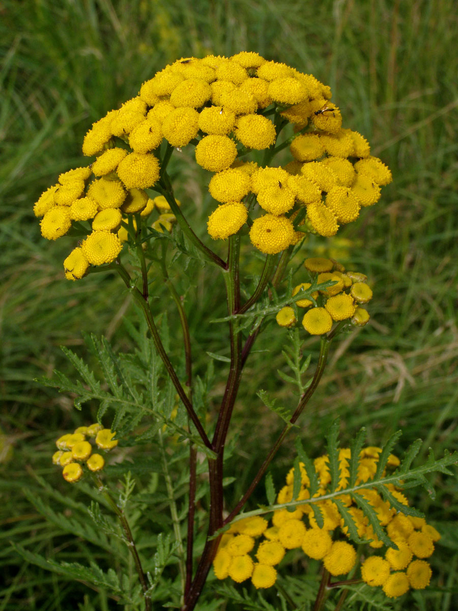 Vratič obecný (Tanacetum vulgare L.)