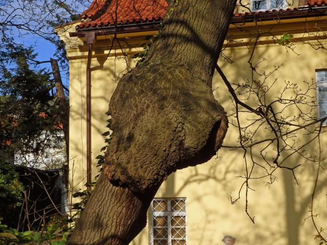 Nádor na jasanu ztepilém (Fraxinus excelsior L.) (17b)