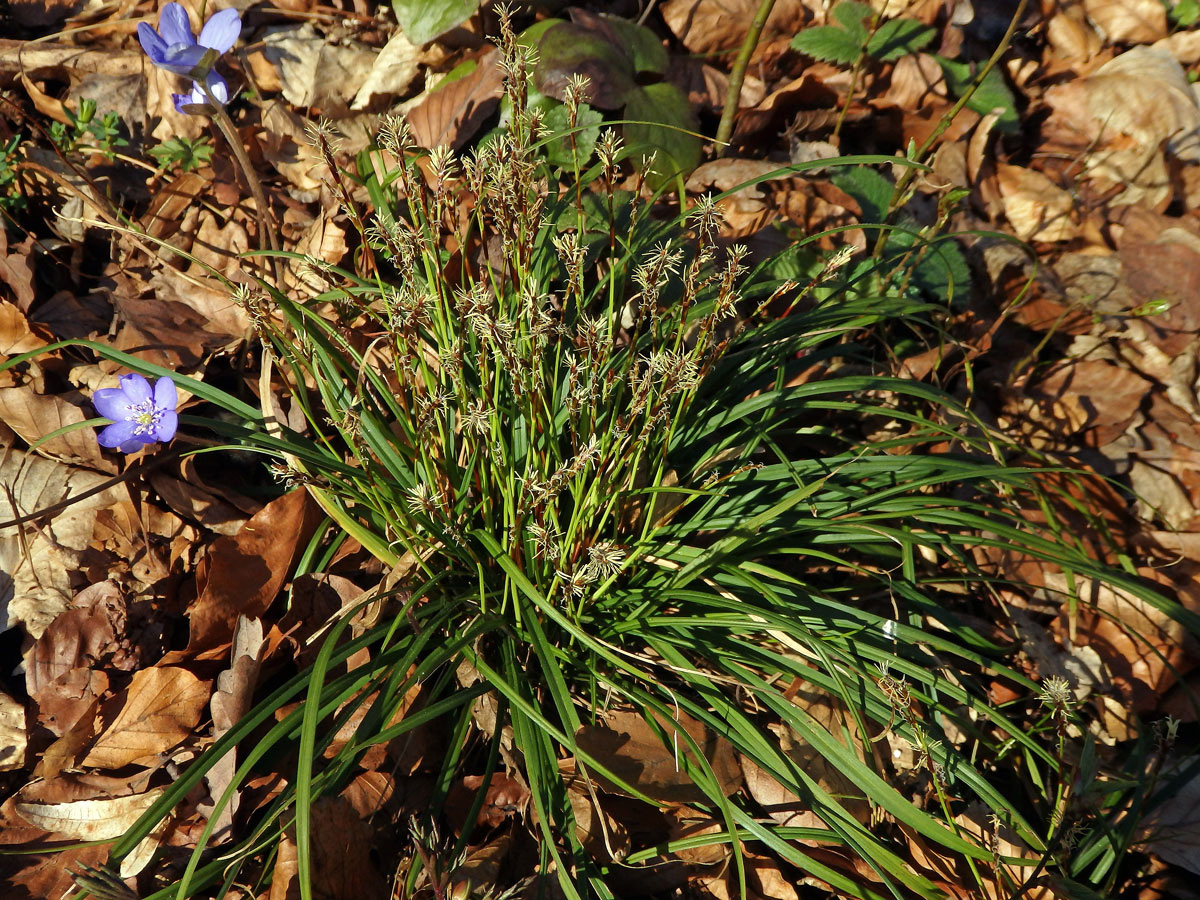 Ostřice časná (Carex praecox Schreb.)