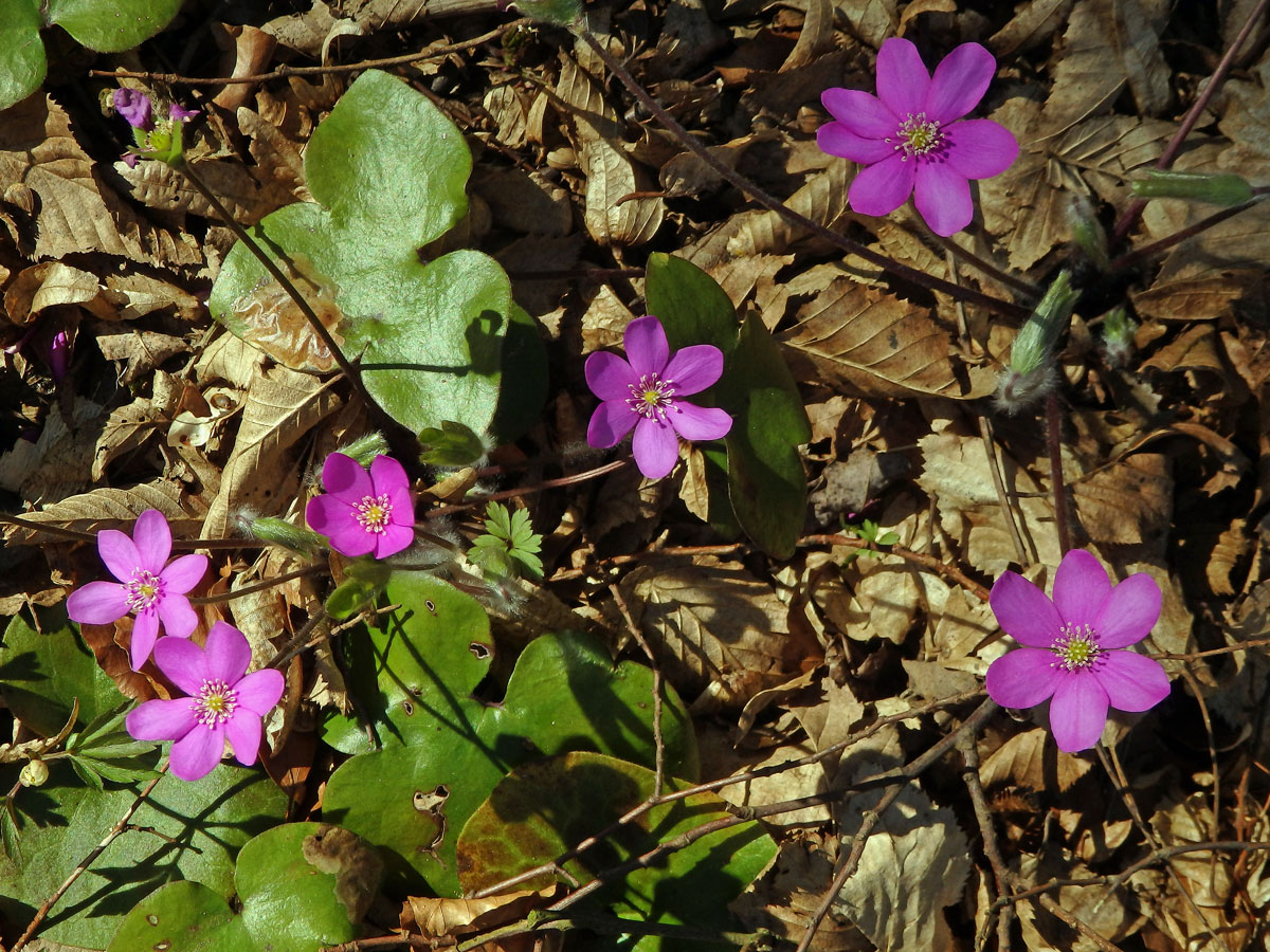 Jaterník podléška (trojlaločný) (Hepatica nobilis Schreber)