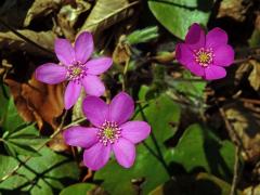 Jaterník podléška (trojlaločný) (Hepatica nobilis Schreber)