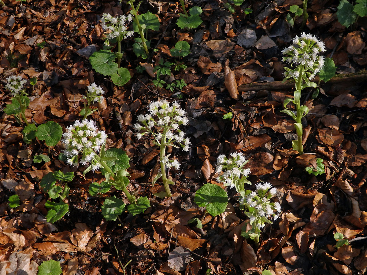 Devětsil bílý (Petasites albus (L.) Gaertn.)